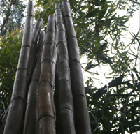 Bamboo Style inside